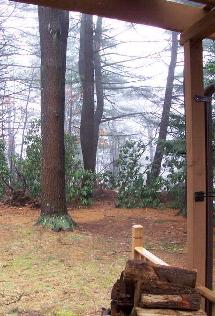 mist in the pines photo